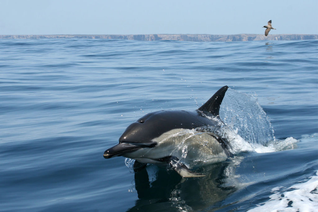 Dolphins Watching Algarve